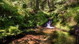 Wir übernehmen Verantwortung  - nicht nur für unsere Netze, sondern auch die Umwelt.