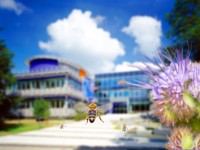 Weltbienentag 2021 - Ein großer Tag für ein kleines Tier